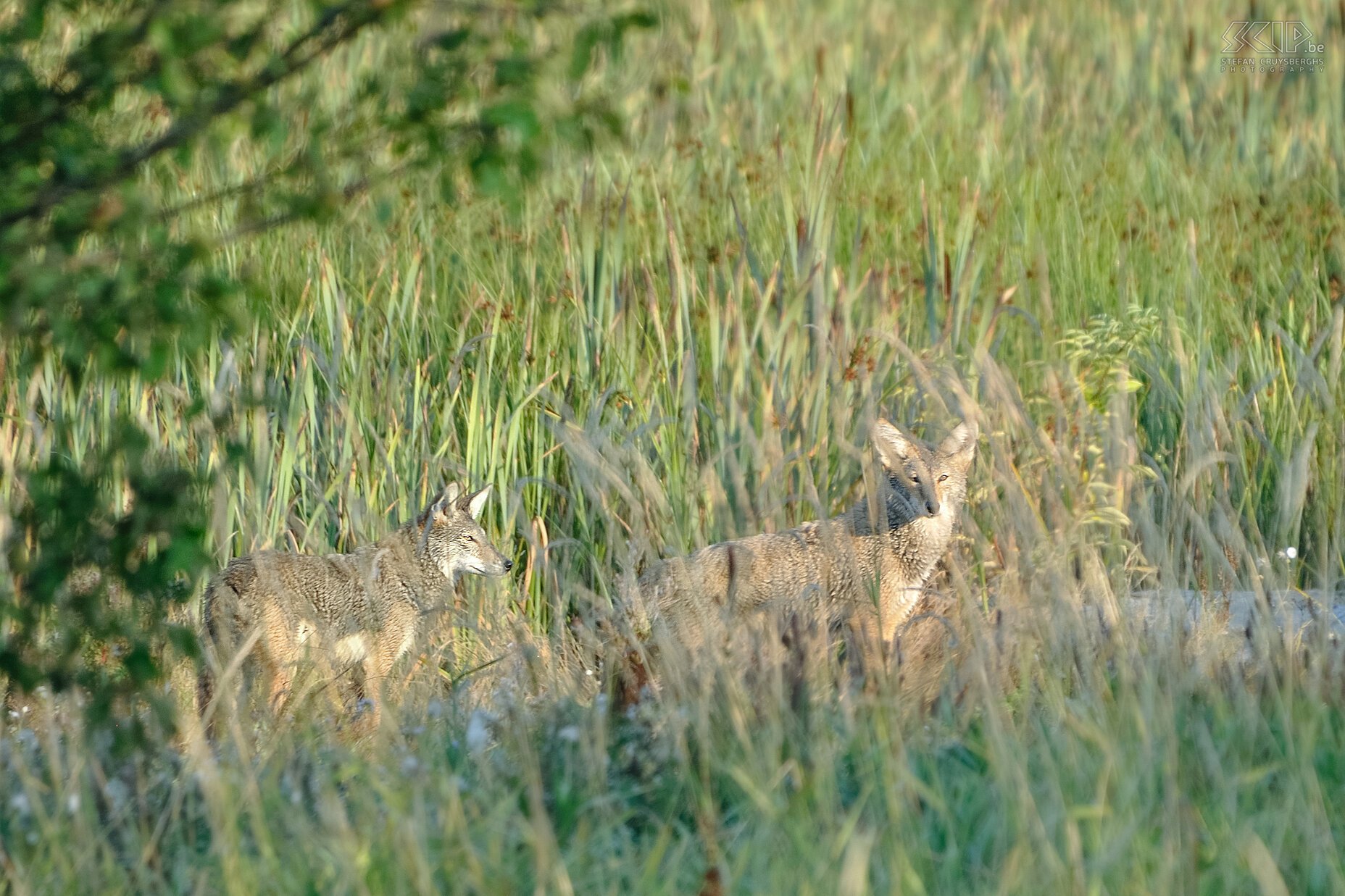 Vancouver - Stevenson - Coyotes Aan een moerasgebied in Stevenson, een buitenwijk van Vancouver, spotten we 's ochtends op onze laatste dag nog 2 coyotes<br />
 Stefan Cruysberghs